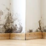 Mold Inspection Services for Healthier Living Spaces