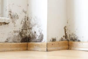 Read more about the article Mold Inspection Services for Healthier Living Spaces